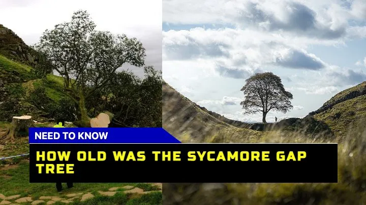 How old was the Sycamore Gap tree? Discover the Age and Legacy 1 How old was the Sycamore Gap tree? Discover the Age and Legacy